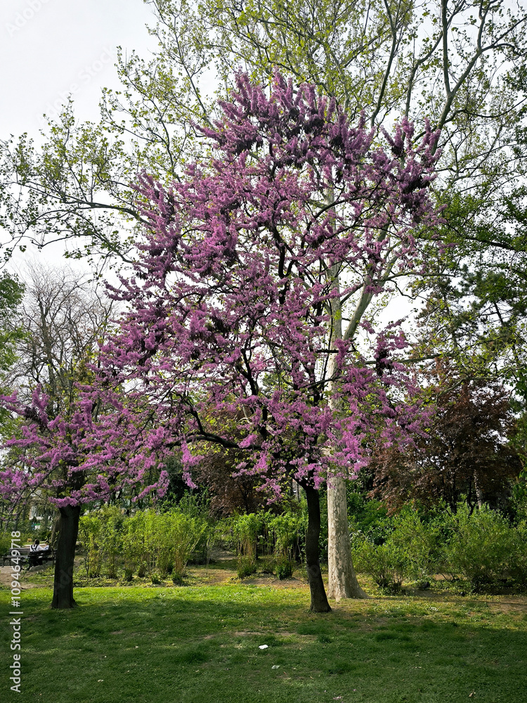 blooming pink judas tree in spring blooming pink judas tree in spring