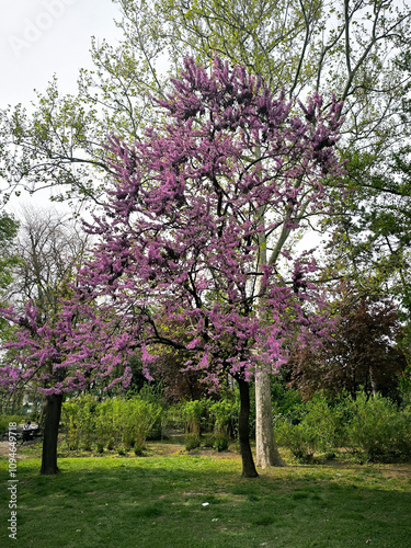 blooming pink judas tree in spring