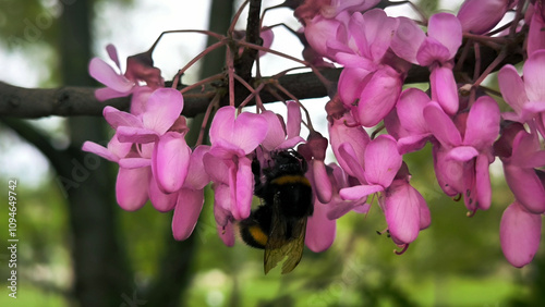 bumblebee collecting pollen from the blooming judas tree close up photo