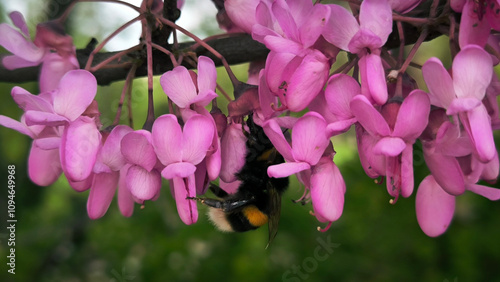 bumblebee collecting pollen from the blooming judas tree close up