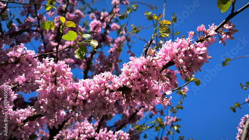 blooming pink judas tree in spring