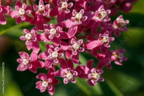 A close up of pink flowers of swamp milkweed (Asclepias incarnata) of the 'Cinderella' variety