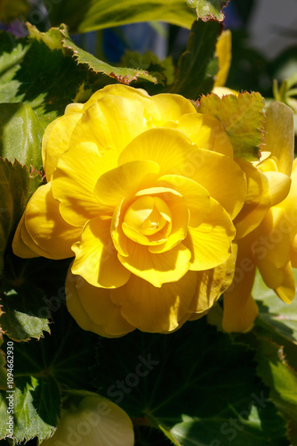 A close up of double yellow flower of Tuberous begonia (Begonia tuberhybrida) of the 'Nonstop Yellow' variety blooming in garden