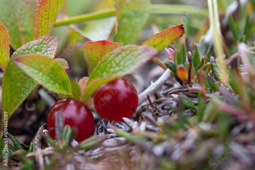 A close up of red berries of alpine bearberry (Arctous erythrocarpa Small or Arctous alpina ssp. rubra). Tundra plants. Northern nature of Chukotka and Siberia. Russian Far East