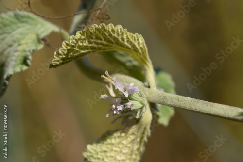 Scallop Shell Horehound flowers photo