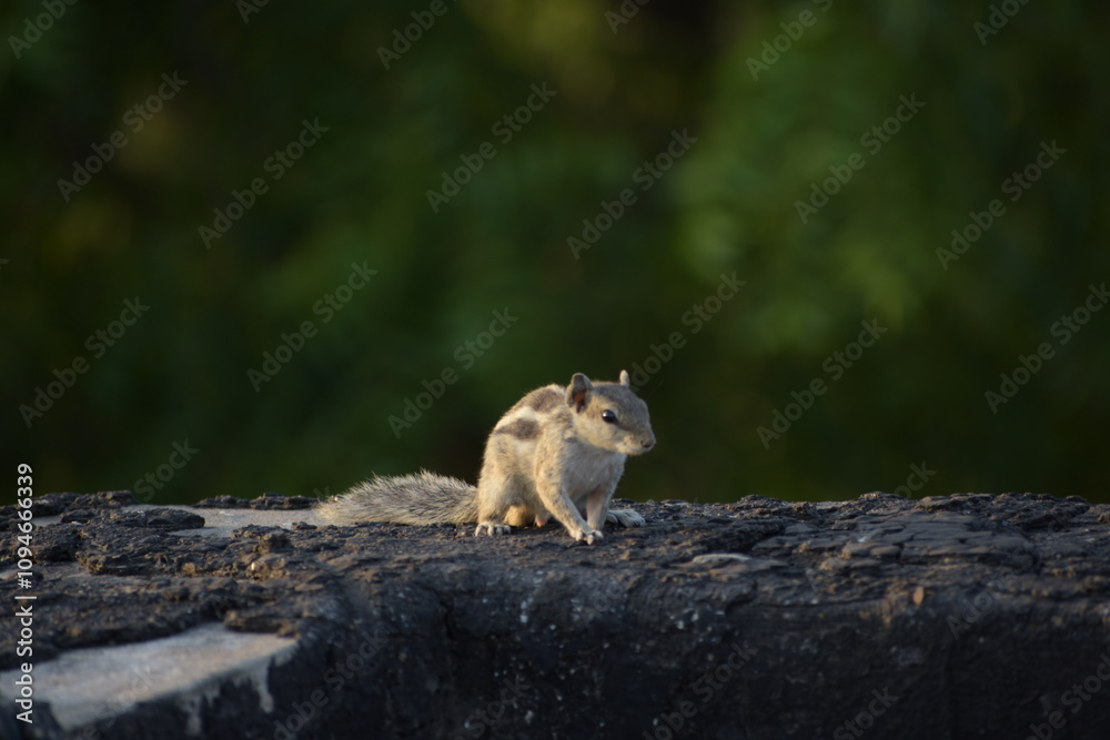 Beautiful Indian Squirrel is playing in green Beautiful Indian Squirrel is playing in green