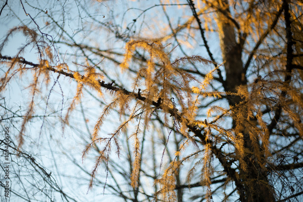 Larch in autumn. The needles on the branch turn yellow. Tree in the park. Larch in autumn. The needles on the branch turn yellow. Tree in the park.