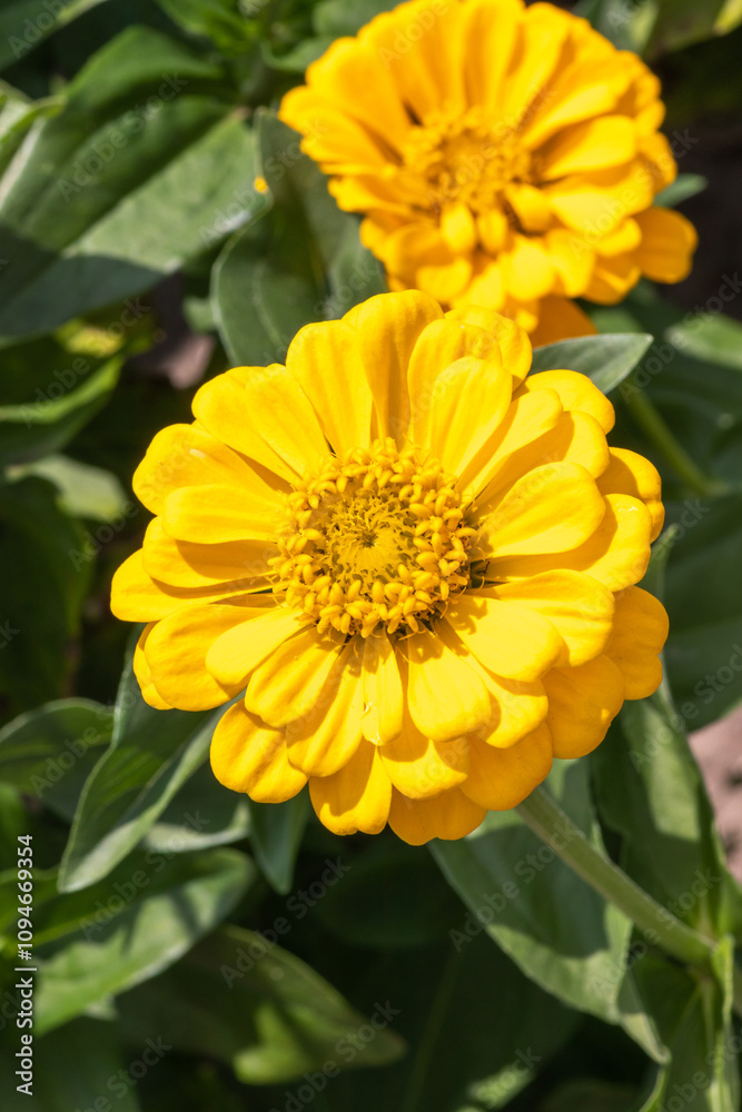 Fototapeta premium A close up of double yellow zinnia elegans flower (common zinnia; youth-and-age; elegant zinnia) in the garden on a sunny morning