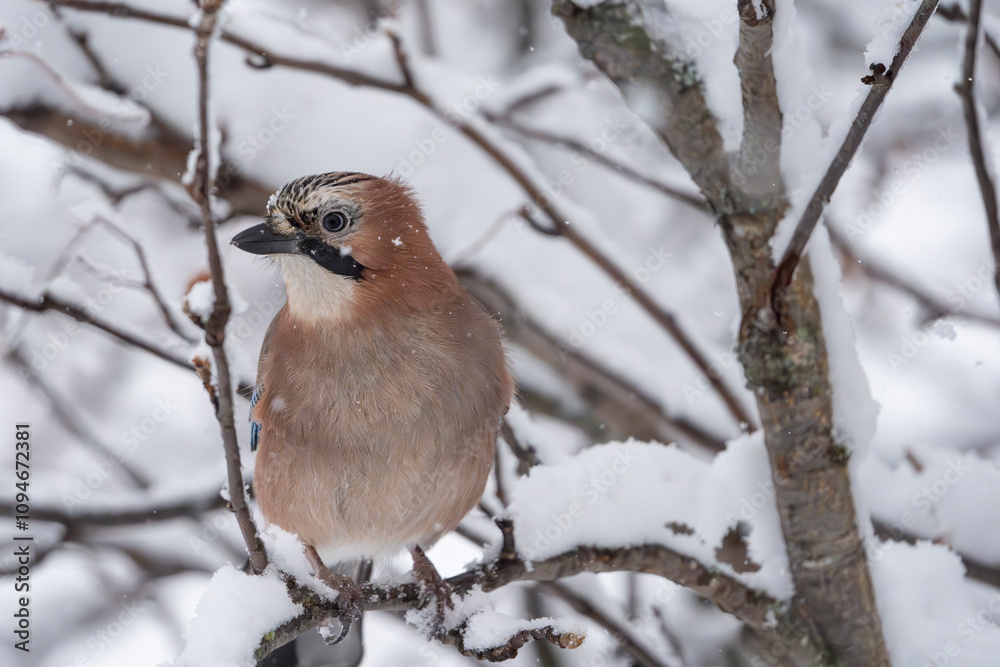 The Eurasian Jay (Garrulus glandarius) The Eurasian Jay (Garrulus glandarius)