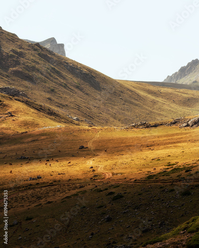 Yellow fields of the mountains in Picos de Europa, in a summer evening full of cows 