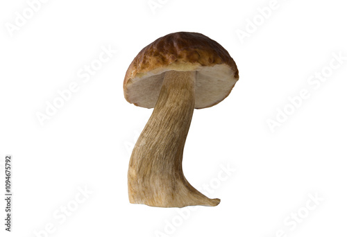 Fresh boletus mushrooms isolated on white background