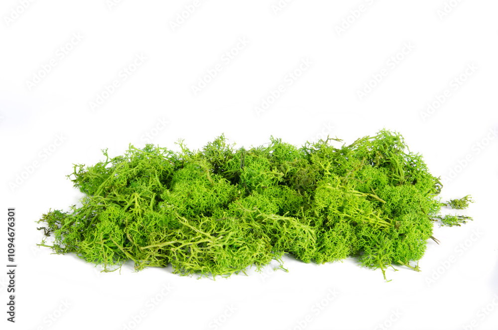 Reindeer moss isolated on white background Reindeer moss isolated on white background