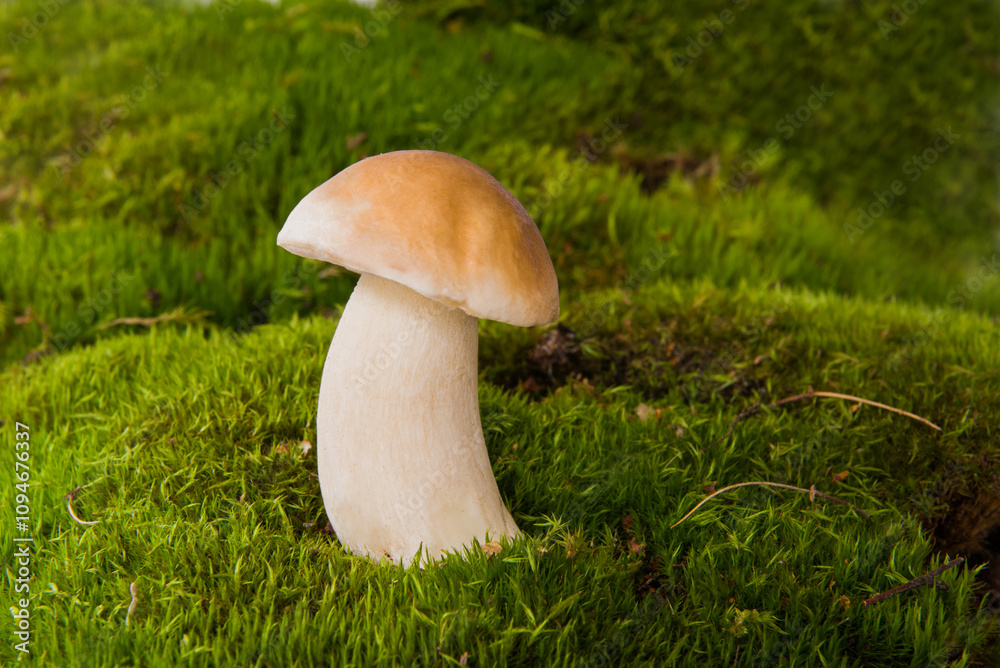 White mushroom boletus. Porcini mushrooms in the spruce forest White mushroom boletus. Porcini mushrooms in the spruce forest