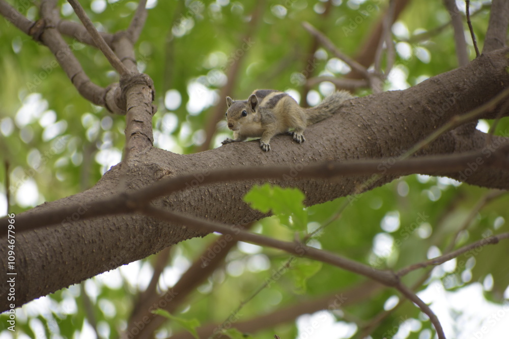 Beautiful Indian Squirrel is playing in green Beautiful Indian Squirrel is playing in green