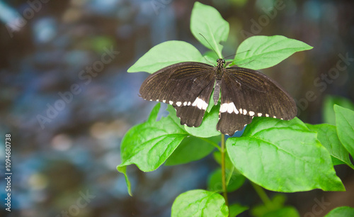 Common Mormon (Papilio polytes ) on green leaf photo