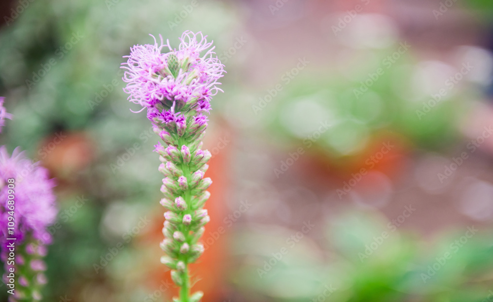 Beautiful violet flower on blurred background. Сoncept for spring greetings Beautiful violet flower on blurred background. Сoncept for spring greetings