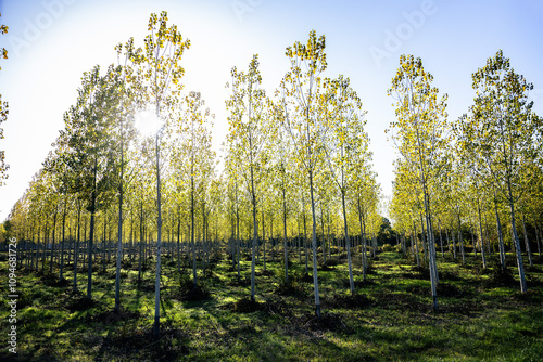 Foto Peupliers d'automne