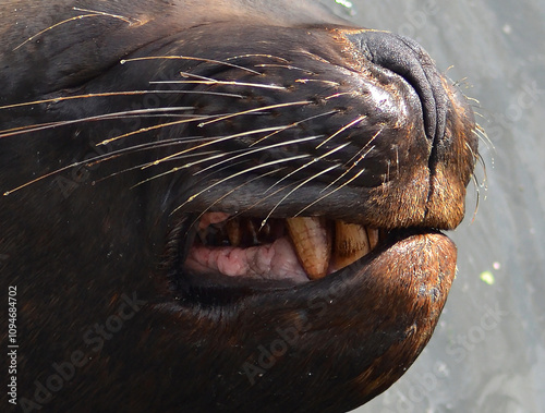 the teeth of a Patagonian sea lion photo