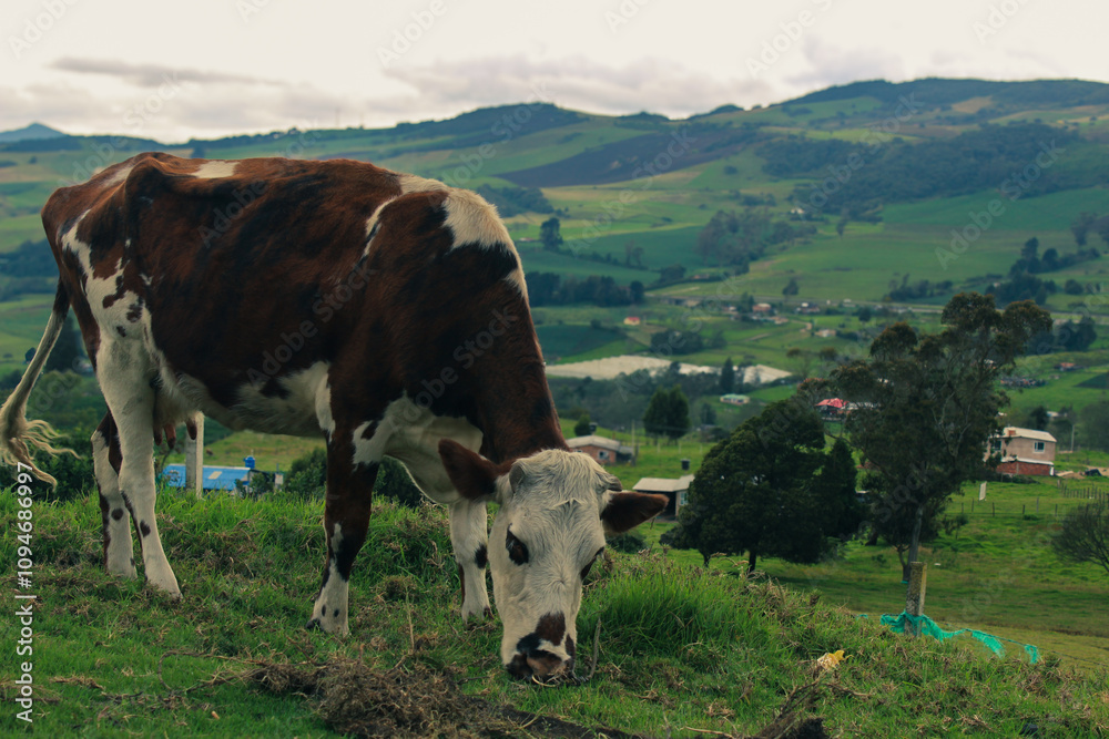 Fototapeta premium Cow