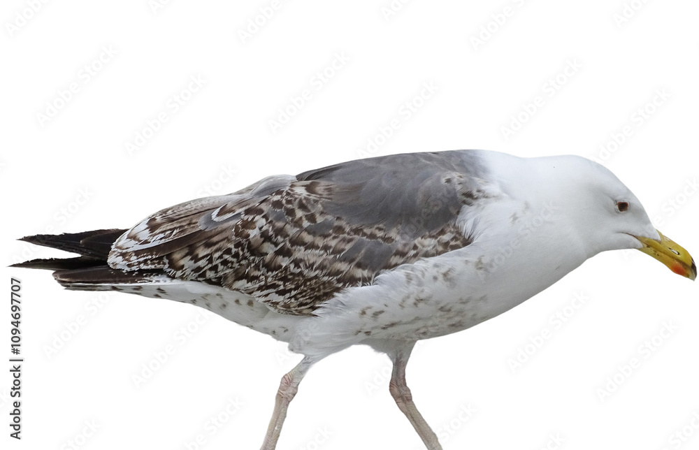 Yellow-legged Gull isolated on white. Larus michahellis Yellow-legged Gull isolated on white. Larus michahellis