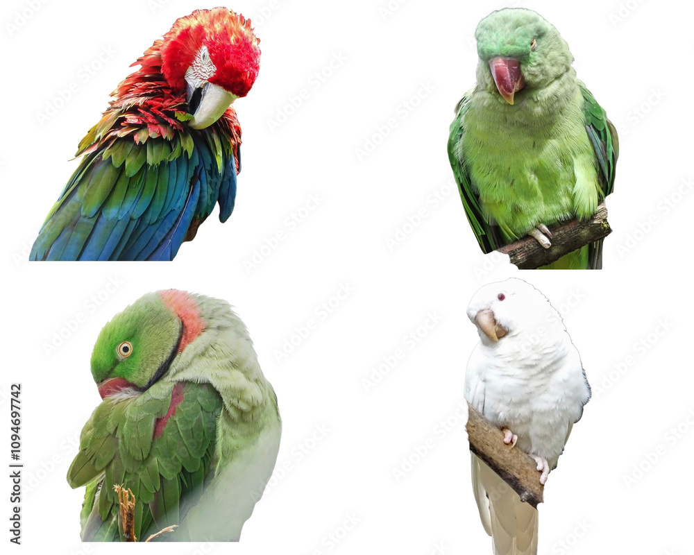 Collage With Different Species Of Parrots Green winged Macaw Rose 