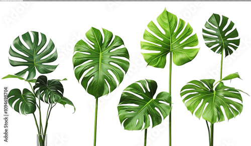 Tropical leave realistic icon on a white background