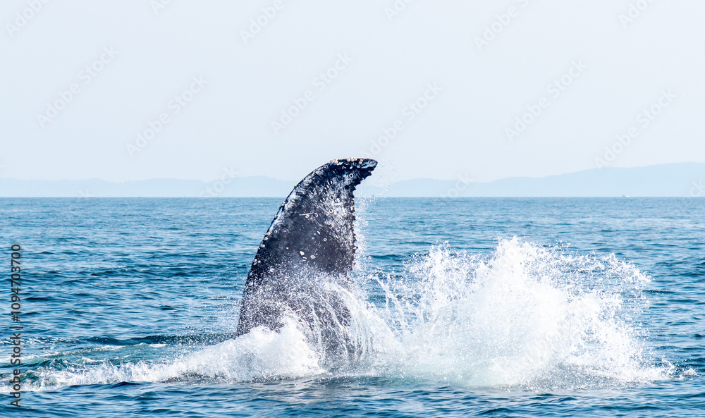 Fototapeta premium Humpback whale playing in Vancouver