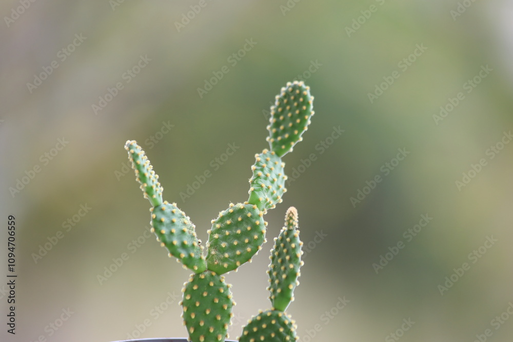 close up of a cactus close up of a cactus