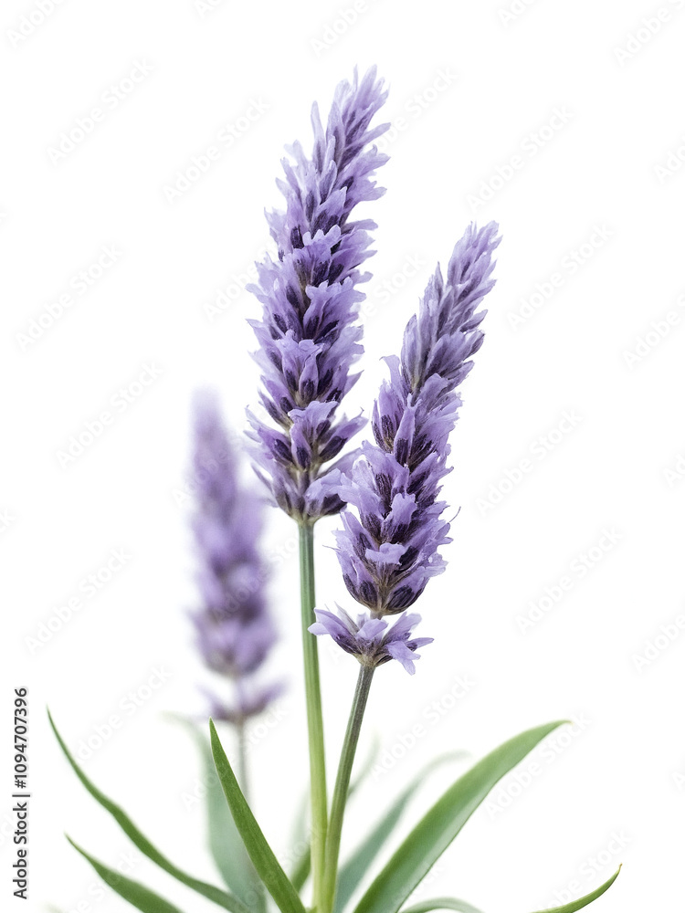 Fototapeta premium Elegant Lavender Flower Stems Isolated on White Background Showcasing Vibrant Purple Blooms and Delicate Leaves for Floral Arrangements or Natural Beauty Themes