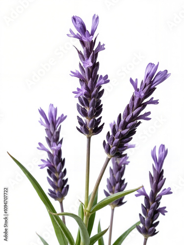 Beautiful Lavender Blooms Showcasing Delicate Purple Petals with Green Leaves Against a Simple White Background for Nature and Floral Imagery