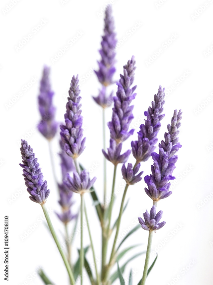 Fototapeta premium Delicate Lavender Flowers on a Stalk with Soft Focus and Bright Background for Natural Beauty and Organic Themes in Photography