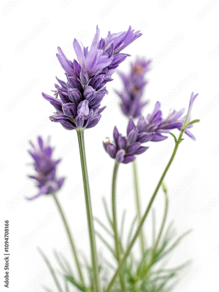 Obraz premium Delicate Lavender Flowers with Vibrant Purple Petals Growing Against a Clean White Background, Perfect for Aromatherapy and Natural Beauty Themes