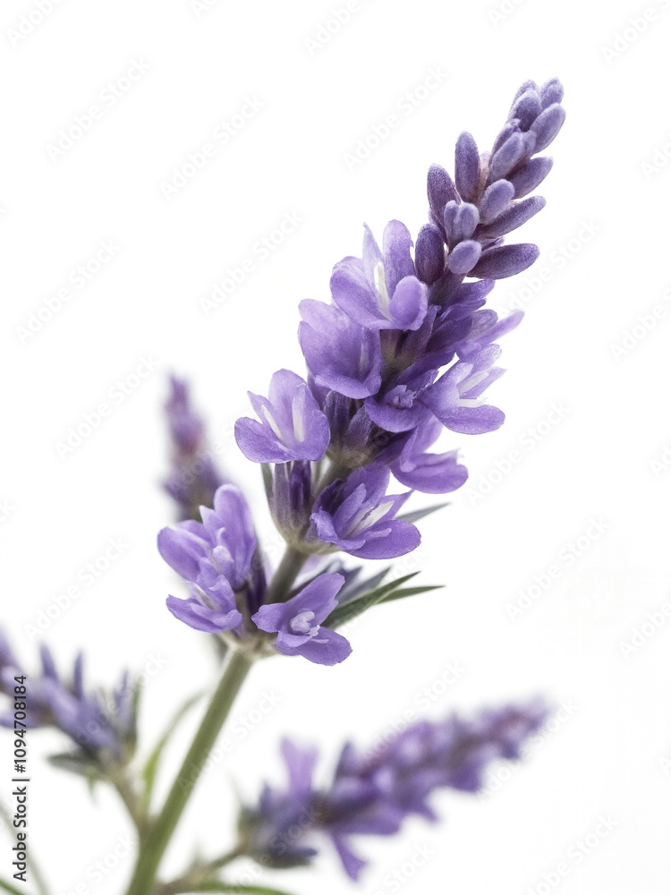 Fototapeta premium Delicate Lavender Flower on White Background Highlighting Its Natural Beauty and Subtle Purple Hues, Ideal for Aromatherapy and Wellness Themes