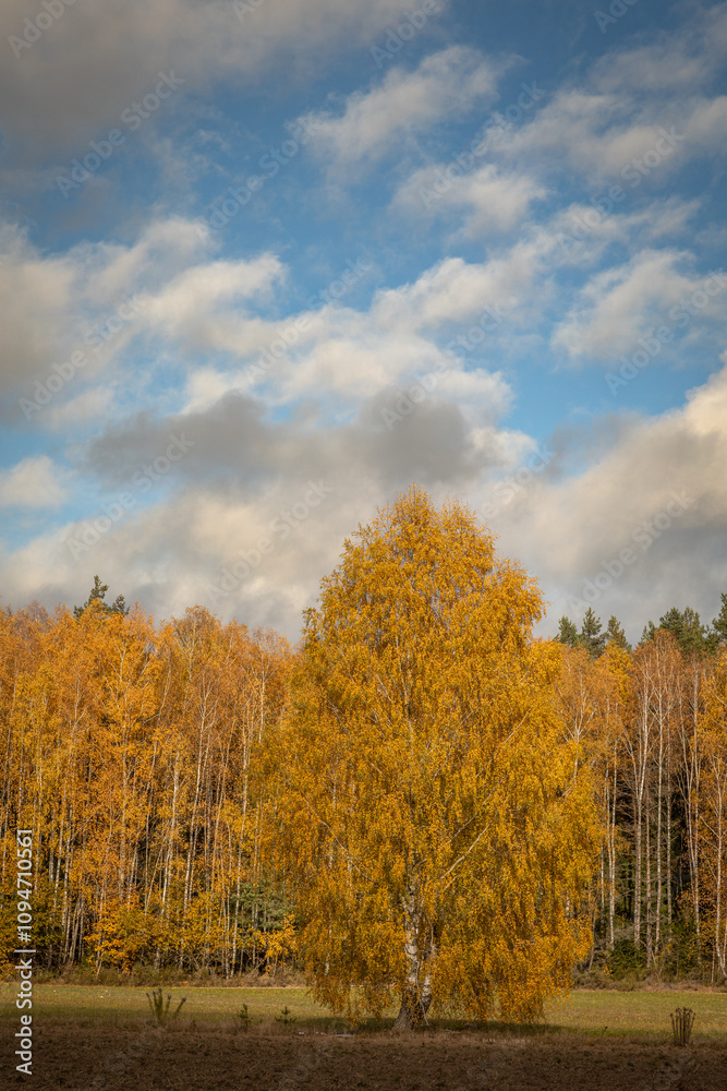 october landscape - autumn sunny day, beautiful trees with colorful leaves, Poland, Europe, Podlasie, white clouds on blue sky birch forest october landscape - autumn sunny day, beautiful trees with colorful leaves, Poland, Europe, Podlasie, white clouds on blue sky birch forest