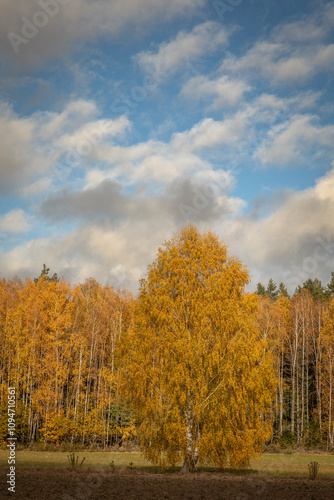 october landscape - autumn sunny day, beautiful trees with colorful leaves, Poland, Europe, Podlasie, white clouds on blue sky birch forest