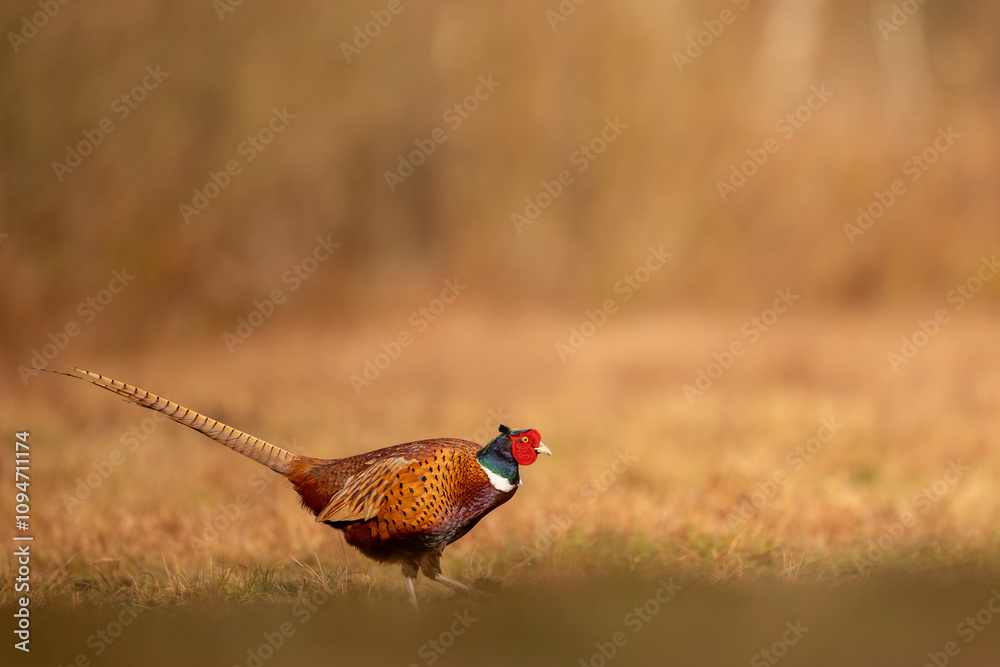 Fototapeta premium Common pheasant (Phasianus colchius) Ring-necked pheasant in natural habitat, autumn background, grassland 