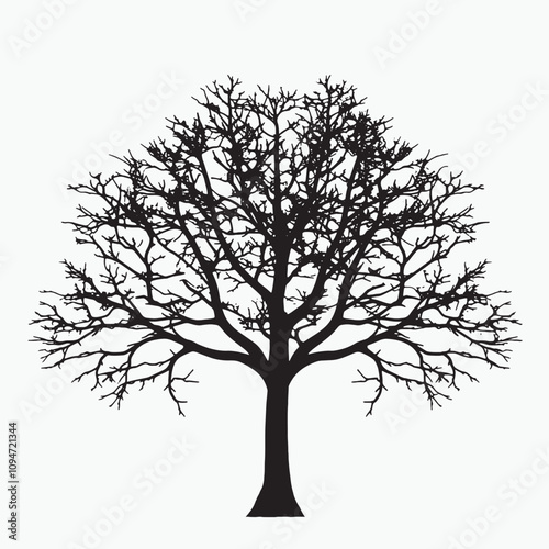 Stylized Beech Tree Silhouette Isolated on a White Background