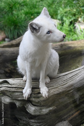 An artic fox standig  and looking for food photo