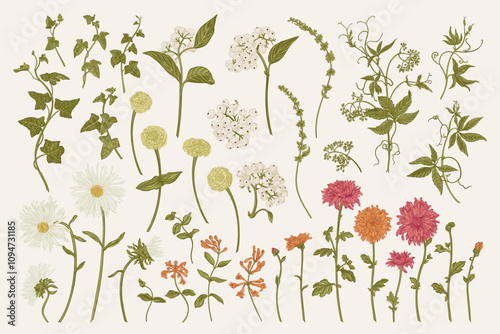 Set with autumn flowers and dogwood berries. Garden plants collection. Floral isolated elements. Vector botanical illustration. Colorful