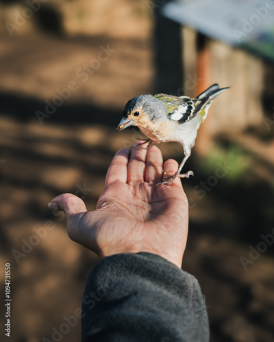 Small bird eating dry fruits from the hand in Madeira, Portugal