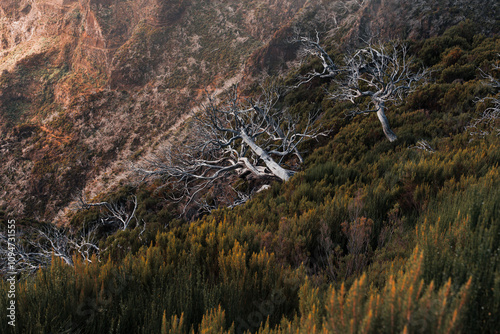 Dry trees in the hillside of the mountain valley, in a sunny day in Madeira, Portugal