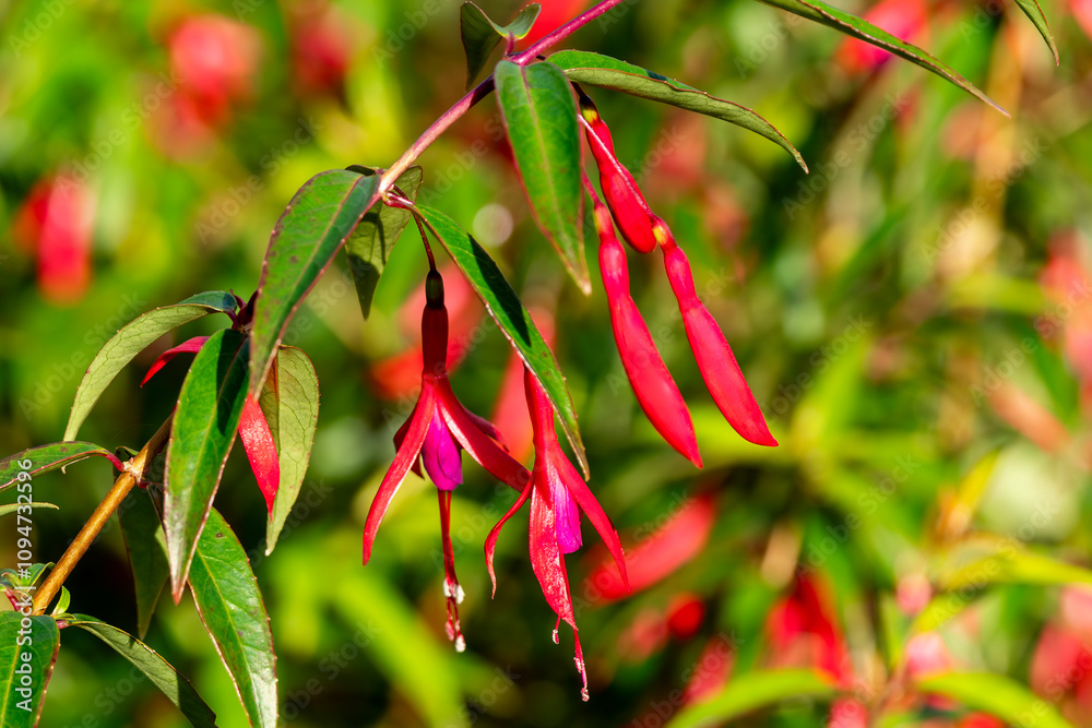 Fuchsia hatschbachii a perennial hardy autumn summer flowering shrub plant with a red purple summertime flower, commonly known as Hatschbach's fuschia, gardening stock photo image Fuchsia hatschbachii a perennial hardy autumn summer flowering shrub plant with a red purple summertime flower, commonly known as Hatschbach's fuschia, gardening stock photo image