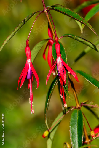 Fuchsia hatschbachii a perennial hardy autumn summer flowering shrub plant with a red purple summertime flower, commonly known as Hatschbach's fuschia, gardening stock photo image photo