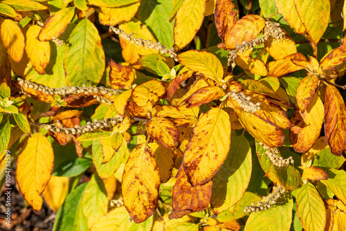 Clethra acuminata a deciduous shrub plant with golden yellow leaves colour during the autumn fall, commonly known as Mountain Pepperbush or Mountain Sweet Pepperbush, gardening stock photo image photo