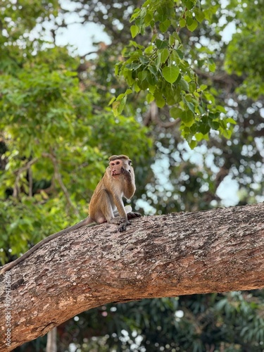 Monkey sitting on a large tree branch