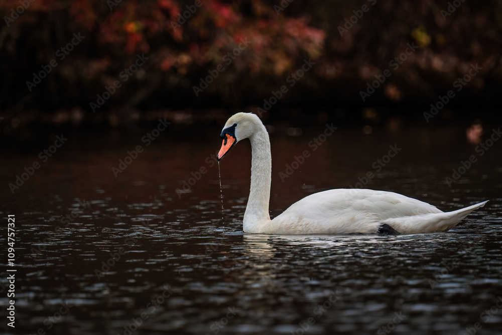 Swan swimming in lake with water dripping from beak and fall colors in background Swan swimming in lake with water dripping from beak and fall colors in background