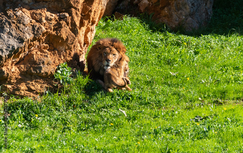 Lion playing with a female lion cub