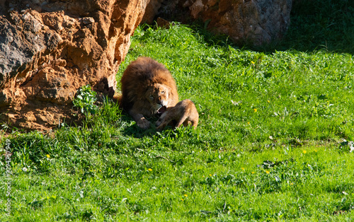 Lion playing with a female lion cub