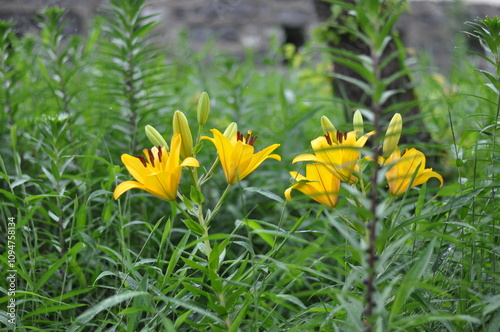 Yellow flowers in spring. A bunch of yellow flowers are in a field of green grass. The flowers are in full bloom and are surrounded by tall grass. The scene is peaceful and serene