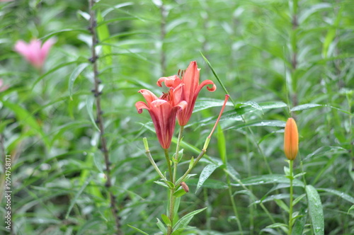 Red and yellow flower. A single red flower is surrounded by green leaves. The flower is the only one of its kind in the field